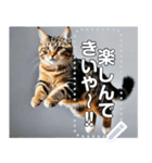 ジャンプする猫（リアル風）関西弁（個別スタンプ：23）