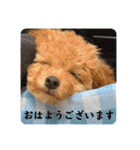 トイプードルのちゃちゃ（レッド）（個別スタンプ：1）