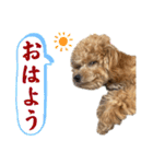 トイプードルのちゃちゃ（レッド）（個別スタンプ：3）