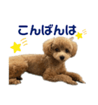 トイプードルのちゃちゃ（レッド）（個別スタンプ：6）