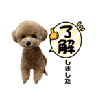 トイプードルのちゃちゃ（レッド）（個別スタンプ：12）