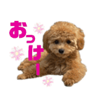 トイプードルのちゃちゃ（レッド）（個別スタンプ：13）