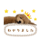 トイプードルのちゃちゃ（レッド）（個別スタンプ：14）