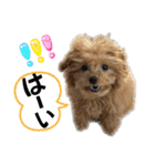 トイプードルのちゃちゃ（レッド）（個別スタンプ：15）