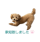 トイプードルのちゃちゃ（レッド）（個別スタンプ：17）