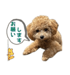 トイプードルのちゃちゃ（レッド）（個別スタンプ：18）