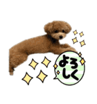 トイプードルのちゃちゃ（レッド）（個別スタンプ：19）