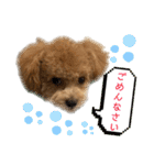 トイプードルのちゃちゃ（レッド）（個別スタンプ：20）