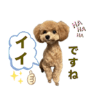 トイプードルのちゃちゃ（レッド）（個別スタンプ：23）