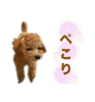 トイプードルのちゃちゃ（レッド）（個別スタンプ：24）
