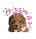トイプードルのちゃちゃ（レッド）（個別スタンプ：28）