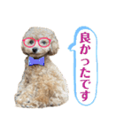 トイプードルのちゃちゃ（レッド）（個別スタンプ：30）