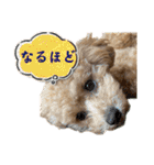 トイプードルのちゃちゃ（レッド）（個別スタンプ：31）