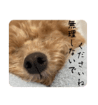 トイプードルのちゃちゃ（レッド）（個別スタンプ：37）