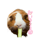 お味噌の日常（個別スタンプ：27）