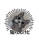 瑪瑙さん（個別スタンプ：13）