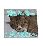 瑪瑙さん（個別スタンプ：15）