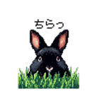 ドット絵 ネザーランドドワーフ 黒 ウサギ（個別スタンプ：30）