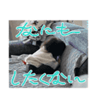 りんちゃん（もうすぐ1歳だよVer）（個別スタンプ：1）