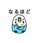 セキセイインコ（青色ブルー）LINEスタンプ（個別スタンプ：16）