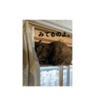 るばにゃんの日常（個別スタンプ：1）