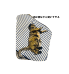 るばにゃんの日常（個別スタンプ：2）