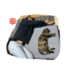るばにゃんの日常（個別スタンプ：5）