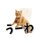 我が家のお姫ちゃん♥（個別スタンプ：1）