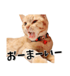 我が家のお姫ちゃん♥（個別スタンプ：8）
