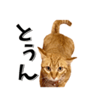 我が家のお姫ちゃん♥（個別スタンプ：9）