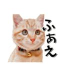 我が家のお姫ちゃん♥（個別スタンプ：10）