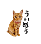 我が家のお姫ちゃん♥（個別スタンプ：11）