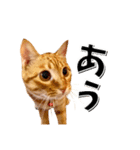 我が家のお姫ちゃん♥（個別スタンプ：12）