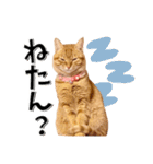 我が家のお姫ちゃん♥（個別スタンプ：15）