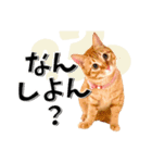 我が家のお姫ちゃん♥（個別スタンプ：17）