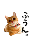 我が家のお姫ちゃん♥（個別スタンプ：19）