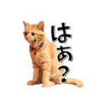我が家のお姫ちゃん♥（個別スタンプ：23）