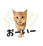 我が家のお姫ちゃん♥（個別スタンプ：29）