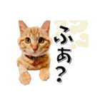 我が家のお姫ちゃん♥（個別スタンプ：37）