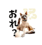 我が家のお姫ちゃん♥（個別スタンプ：40）