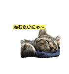 にゃーこちゃん キジトラ（個別スタンプ：1）
