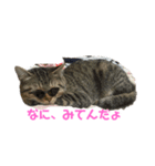 にゃーこちゃん キジトラ（個別スタンプ：4）