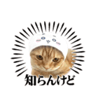 bellyuki（個別スタンプ：5）