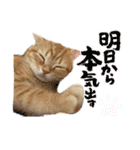 bellyuki（個別スタンプ：12）