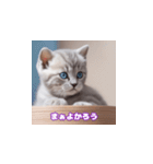 スコティッシュ子猫まみれ1 修正版（個別スタンプ：17）