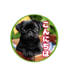 黒パグのかんたん挨拶編01（個別スタンプ：1）