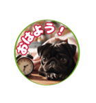黒パグのかんたん挨拶編01（個別スタンプ：2）