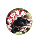 黒パグのかんたん挨拶編01（個別スタンプ：3）