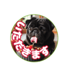 黒パグのかんたん挨拶編01（個別スタンプ：5）