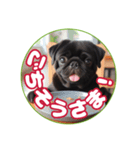黒パグのかんたん挨拶編01（個別スタンプ：7）